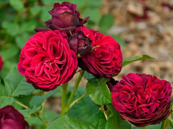 Rose Astrid Gräfin Von Hardenberg ® - Tantau 4 Rose Astrid Gräfin Von Hardenberg ® - Tantau – Bild 2