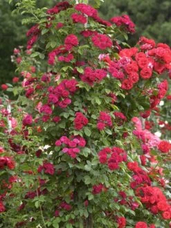 Rose Chevy Chase ® - Paul -Giardino 24 rosen chevy chase 1280x1280