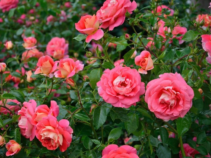 Rose Sommersonne ® - Kordes 5 Rose Sommersonne ® - Kordes – Bild 3