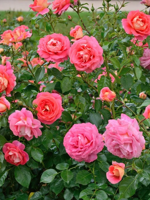 Rose Sommersonne ® - Kordes 4 Rose Sommersonne ® - Kordes – Bild 2