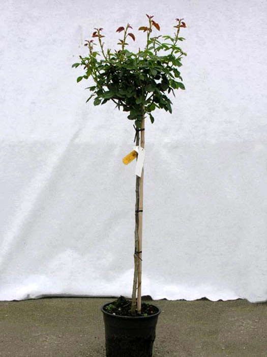 Rosen-Stämmchen Gloria Dei ® - Meilland 4 Rosen-Stämmchen Gloria Dei ® - Meilland – Bild 2