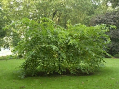 Morus Rubra, Rote Maulbeere -Giardino 24 rote maulbeere 1280x1280