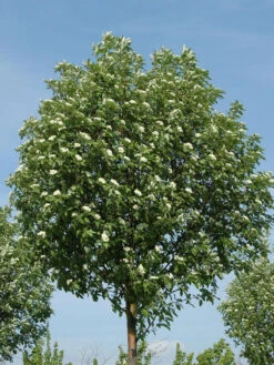 Sorbus Thuringiaca 'Fastigiata', Thüringische Säulen-Eberesche - Hochstamm