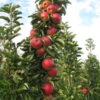 Säulenapfel 'Jucunda' ® 2 Säulenapfel 'Jucunda' ® -Giardino 24 saeulenapfel jucunda wuchs 1280x1280