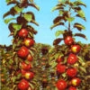 Säulenapfel 'Red River' ® -Giardino 24 saeulenapfel red river 1280x1280