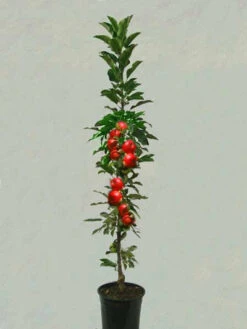 Säulenapfel 'Rondo' ®, Malus Domestica 'Rondo' 7 Säulenapfel 'Rondo' ®, Malus Domestica 'Rondo' -Giardino 24 saeulenapfel rondo 1280x1280