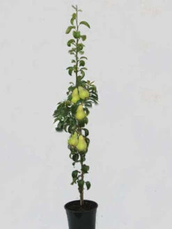 Säulenbirne 'Condo', Pyrus Communis 'Condo'