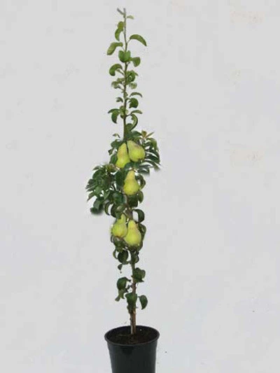 Säulenbirne 'Condo', Pyrus Communis 'Condo' 3 Säulenbirne 'Condo', Pyrus Communis 'Condo'