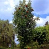 Sorbus Aucuparia 'Fastigiata', Säulen-Eberesche 1 Sorbus Aucuparia 'Fastigiata', Säulen-Eberesche -Giardino 24 saeuleneberesche 1280x1280
