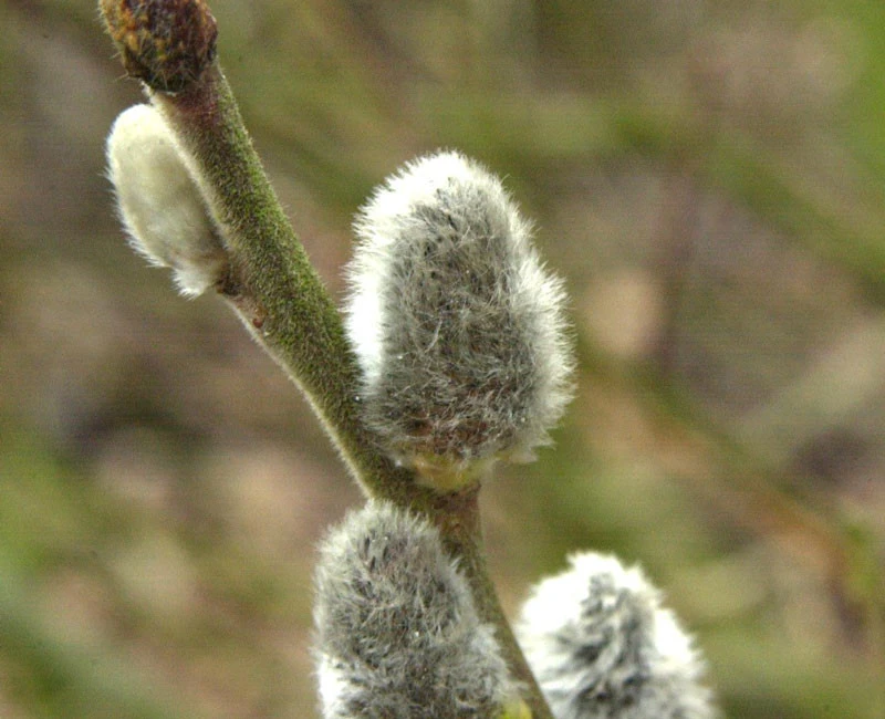 Salix Caprea 'Mas', Männliche Kätzchenweide, Palmweide 5 Salix Caprea 'Mas', Männliche Kätzchenweide, Palmweide – Bild 3