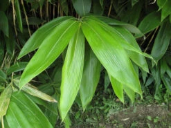 Sasa Palmata 'Nebulosa', Niedriger Großblattbambus -Giardino 24 sasa nebulosa blatt55599ed9154b2 1280x1280