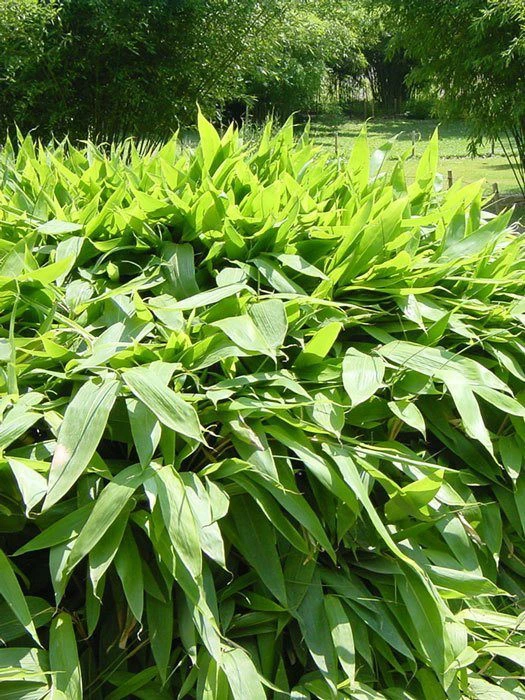 Sasa Tsuboiana, Breitblatt-Bambus 3 Sasa Tsuboiana, Breitblatt-Bambus