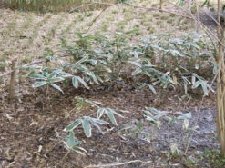 Sasa Veitchii, Breitblättriger Zwergbambus -Giardino 24 sasa veitchii winter 1280x1280