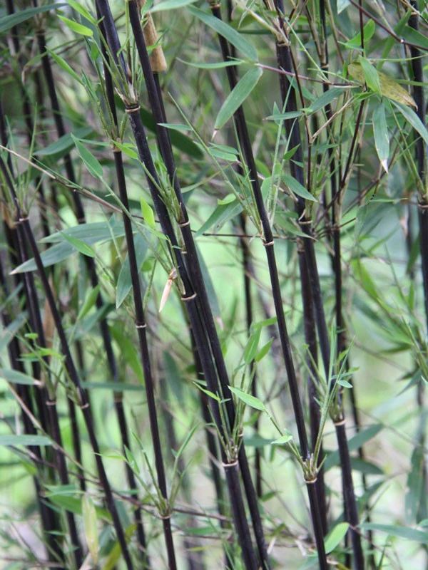 Fargesia Jiuzhaigou 'Deep Purple', Jade Bambus, Rothalmiger Schirm-Bambus 5 Fargesia Jiuzhaigou 'Deep Purple', Jade Bambus, Rothalmiger Schirm-Bambus – Bild 3