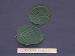 Corylopsis Spicata, Ährige Scheinhasel -Giardino 24 scheinhasel blatt 1280x1280