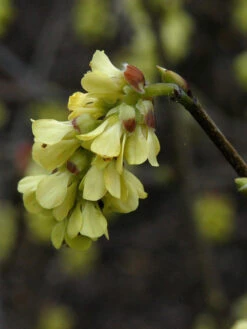 Corylopsis Spicata, Ährige Scheinhasel -Giardino 24 scheinhasel bluete 1280x1280
