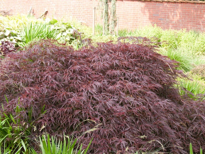 Acer Palmatum 'Dissectum Garnet', Rotblättriger Schlitzahorn 4 Acer Palmatum 'Dissectum Garnet', Rotblättriger Schlitzahorn – Bild 2
