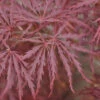 Acer Palmatum 'Dissectum Garnet', Rotblättriger Schlitzahorn -Giardino 24 schlitzahorn rot 1280x1280