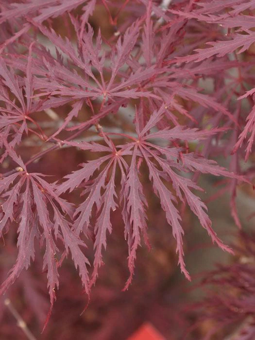 Acer Palmatum 'Dissectum Garnet', Rotblättriger Schlitzahorn 3 Acer Palmatum 'Dissectum Garnet', Rotblättriger Schlitzahorn