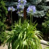 Agapanthus Africanus, Afrikanische Schmucklilie 1 Agapanthus Africanus, Afrikanische Schmucklilie -Giardino 24 schmucklilie topfpflanze 1280x1280