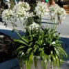 Agapanthus Africanus 'Albus', Weiße Afrikanische Schmucklilie 2 Agapanthus Africanus 'Albus', Weiße Afrikanische Schmucklilie -Giardino 24 schmucklilie weiss topf 1280x1280