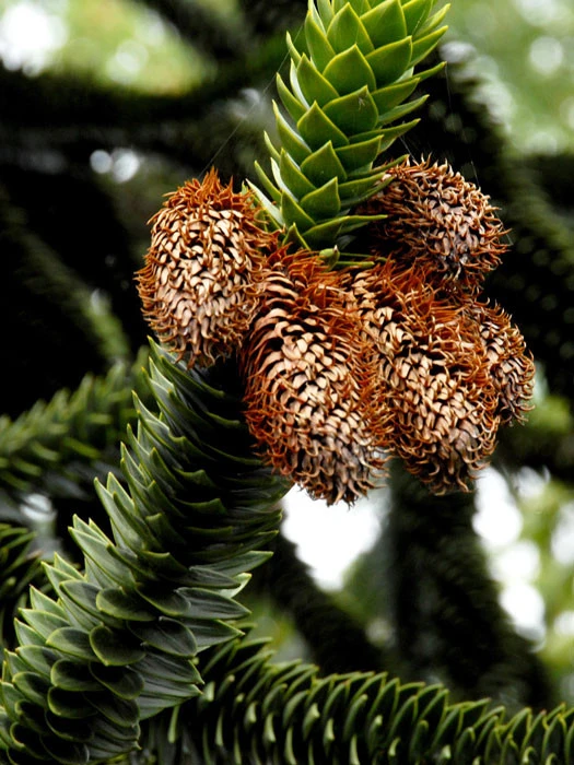 Araucaria Araucana, Chilenische Schmucktanne 4 Araucaria Araucana, Chilenische Schmucktanne – Bild 2