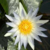 Nymphaea Hybride Hever White, Seerose, Teichrose -Giardino 24 seerose hever white 1280x1280