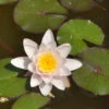 Nymphaea Hybride Marliacea Rosea, Seerose, Teichrose -Giardino 24 seerose marliacea rosea 1280x1280
