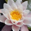 Nymphaea Pygmaea Walter Pagels, Zwergseerose -Giardino 24 seerose walter pagels 1280x1280