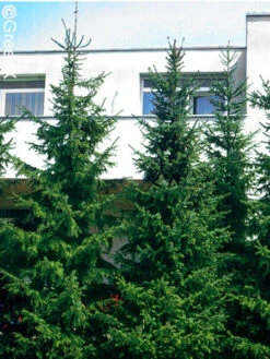 Picea Omorika, Serbische Fichte 10 Picea Omorika, Serbische Fichte -Giardino 24 serbische fichte 41310 2 1280x1280