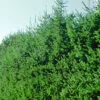 Picea Omorika, Serbische Fichte -Giardino 24 serbische fichte hecke 41310 0 1280x1280