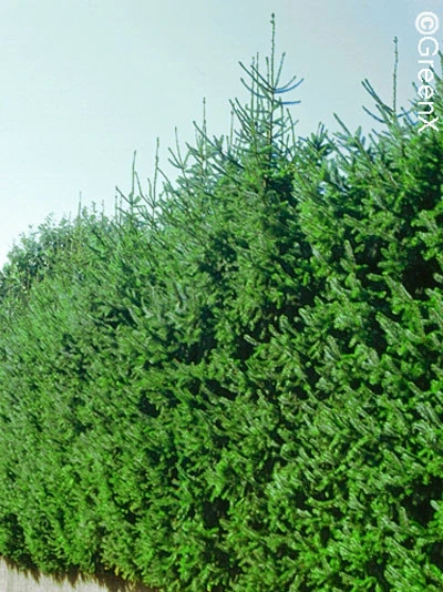 Picea Omorika, Serbische Fichte 3 Picea Omorika, Serbische Fichte