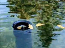 AquaSkim 20 Oberflächenabsauger Von OASE (Art.Nr.51236) 8 AquaSkim 20 Oberflächenabsauger Von OASE (Art.Nr.51236) -Giardino 24 skimmer j 80861 2 1280x1280