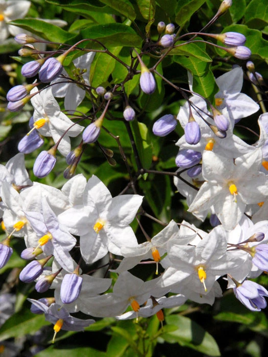 Solanum Jasminoides, Sommerjasmin 6 Solanum Jasminoides, Sommerjasmin – Bild 4