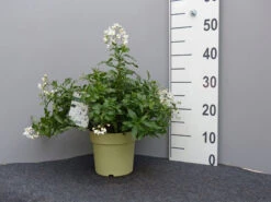 Solanum Jasminoides, Sommerjasmin 10 Solanum Jasminoides, Sommerjasmin -Giardino 24 sommer jasmin 1 1280x1280