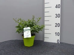 Solanum Jasminoides, Sommerjasmin