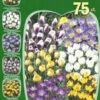 Botanische Krokus-Prachtmischung (Art.Nr. 598226) 2 Botanische Krokus-Prachtmischung (Art.Nr. 598226) -Giardino 24 sortiment crocus 1280x1280