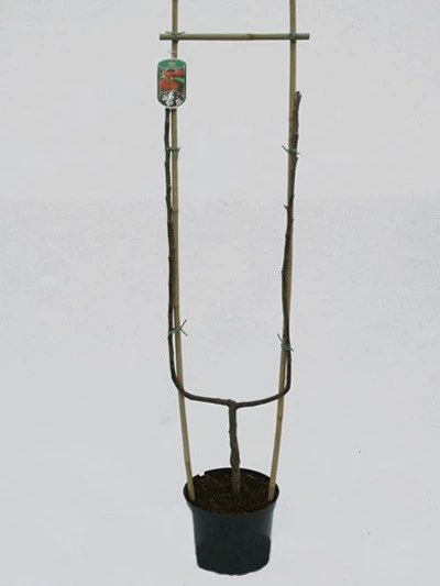 Williams Christ, Birne U-Spalier 4 Williams Christ, Birne U-Spalier – Bild 2