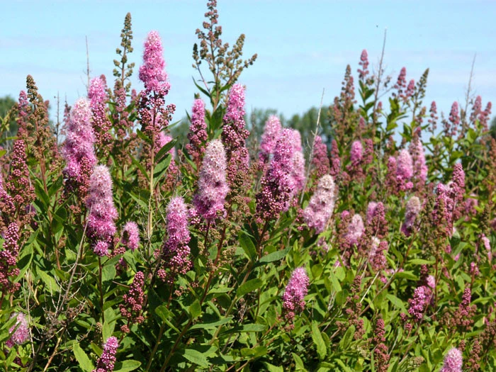 Spiraea Billardii 'Triumphans', Kolbenspiere 4 Spiraea Billardii 'Triumphans', Kolbenspiere – Bild 2