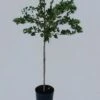 Stachelbeere 'Spinefree' -Giardino 24 stachelbeere fussstamm 1280x1280