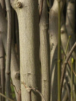 Staphylea Pinnata, Gemeine Pimpernuss 11 Staphylea Pinnata, Gemeine Pimpernuss -Giardino 24 staphylea pinnata 1280x1280