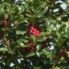 Ilex Aquifolium 'Alaska', Stechpalme 2 Ilex Aquifolium 'Alaska', Stechpalme -Giardino 24 stechpalme alaska 1280x1280