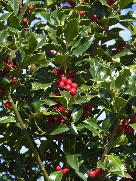 Ilex Aquifolium 'Alaska', Stechpalme 3 Ilex Aquifolium 'Alaska', Stechpalme