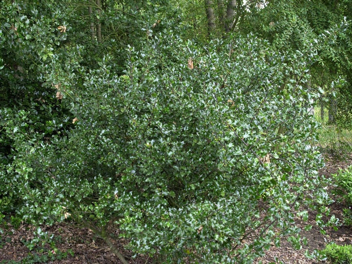 Ilex Meserveae 'Blue Angel', Stechpalme 4 Ilex Meserveae 'Blue Angel', Stechpalme – Bild 2