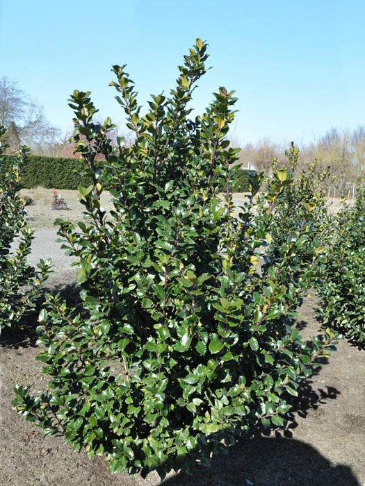 Ilex Meserveae Blue Prince, Stechpalme 3 Ilex Meserveae Blue Prince, Stechpalme