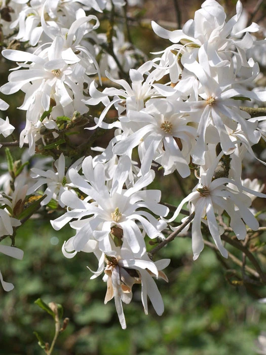 Magnolia Stellata, Sternmagnolie 3 Magnolia Stellata, Sternmagnolie