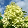 Hydrangea Paniculata 'Limelight'®, Rispen-Hortensie 2 Hydrangea Paniculata 'Limelight'®, Rispen-Hortensie -Giardino 24 strauch hortensie limelight 1280x1280