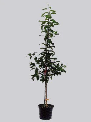 Süßkirsche Sunburst 4 Süßkirsche Sunburst – Bild 2