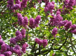 Syringa Vulgaris 'Charles Joly', Edel-Flieder 7 Syringa Vulgaris 'Charles Joly', Edel-Flieder -Giardino 24 syringa charles joly 1280x1280