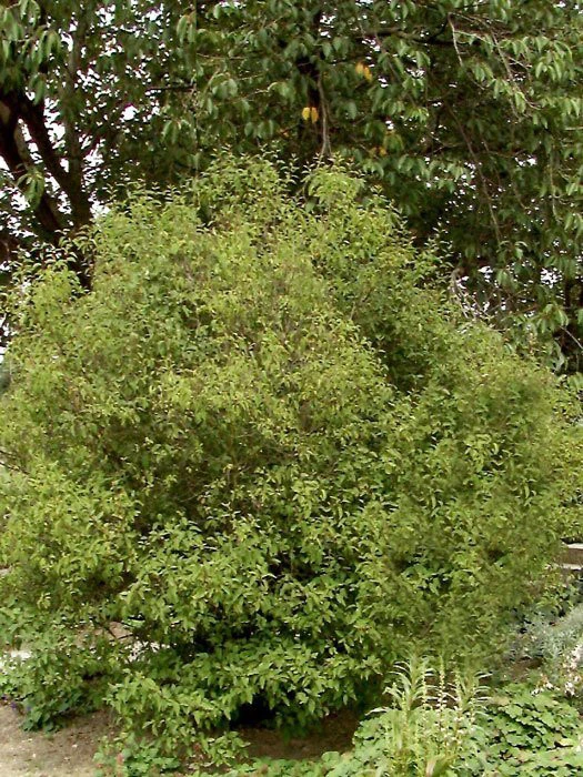 Syringa Chinensis, Chinesischer Flieder 4 Syringa Chinensis, Chinesischer Flieder – Bild 2